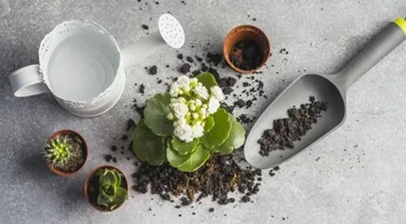 تصویر 4 از قیمت خاک مخصوص گل کاکتوس + خرید باور نکردنی